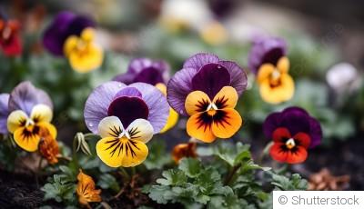 Comment planter et obtenir des pensées colorées pour égayer tes jardinières ?