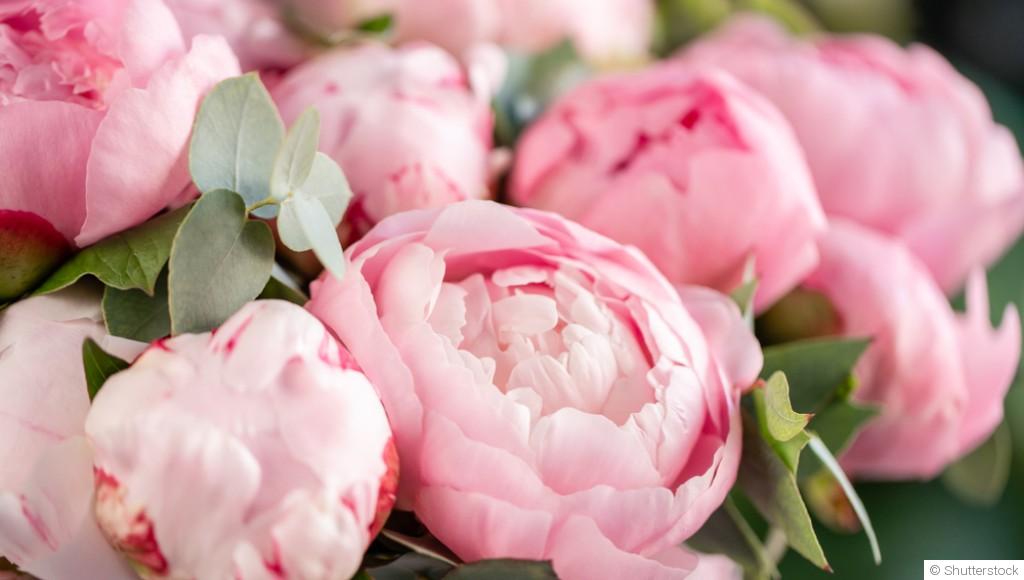 Comment planter et obtenir des pivoines magnifiques dans ton jardin ?