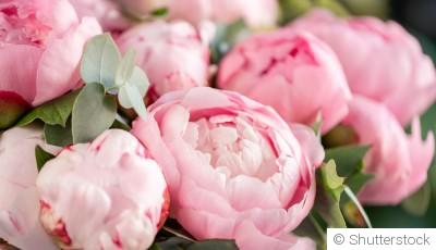 Comment planter et obtenir des pivoines magnifiques dans ton jardin ?