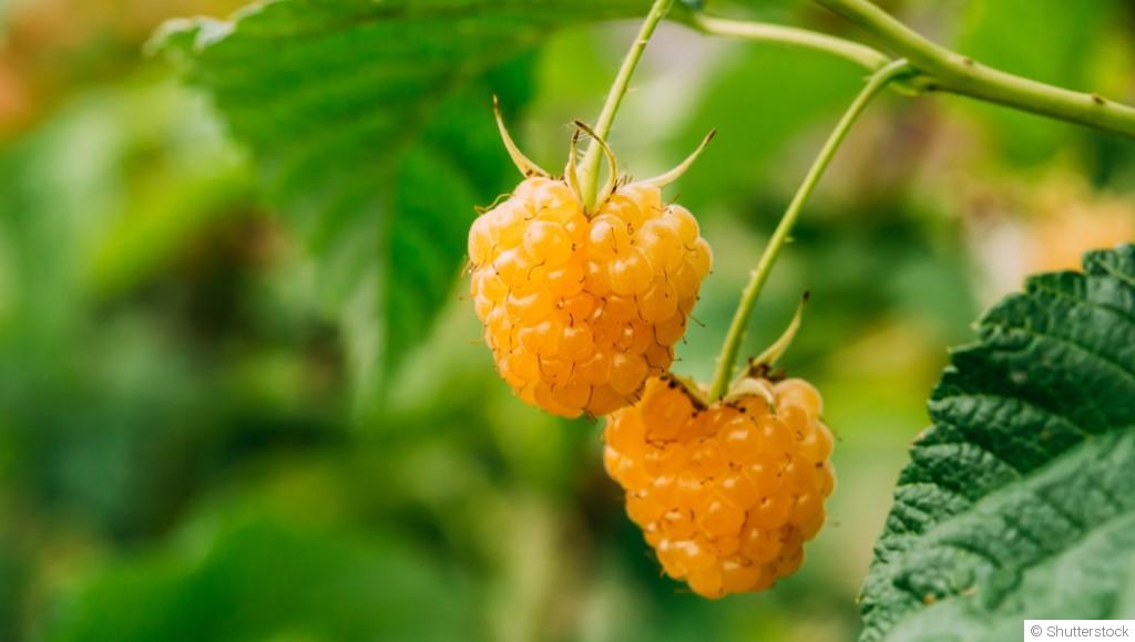 Comment planter et obtenir des framboises dorées pour une touche d\'originalité ?