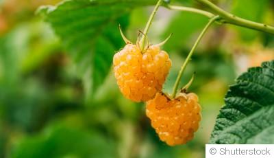 Comment planter et obtenir des framboises dorées pour une touche d\'originalité ?