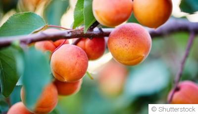 Comment planter et obtenir des abricots sucrés pour une délicieuse récolte estivale ?