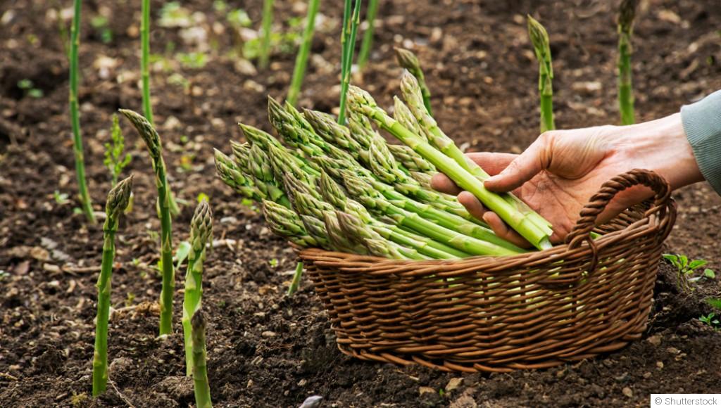 Comment planter et obtenir des asperges tendres pour une récolte printanière ?