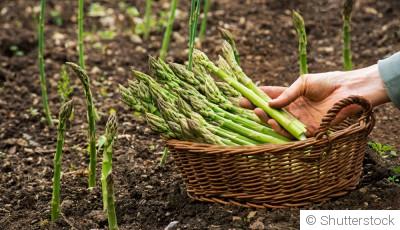 Comment planter et obtenir des asperges tendres pour une récolte printanière ?