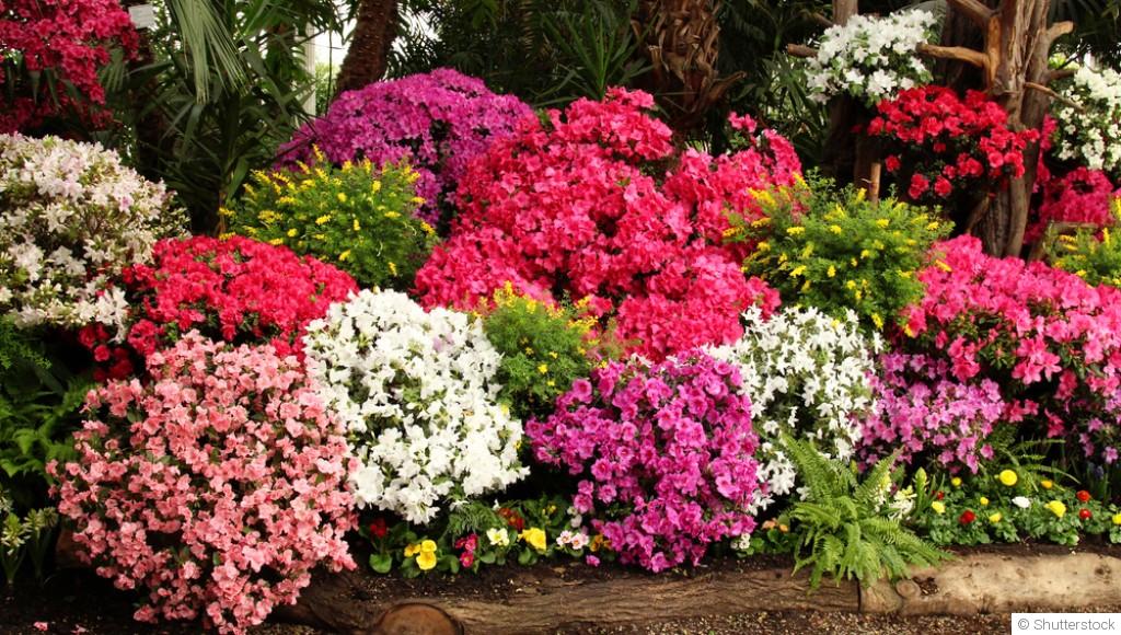 Comment planter et obtenir des azalées aux couleurs vives pour une explosion de fleurs ?