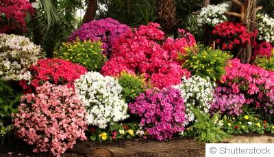 Comment planter et obtenir des azalées aux couleurs vives pour une explosion de fleurs ?