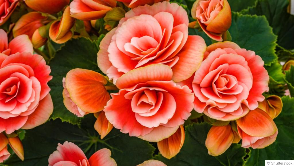 Comment planter et obtenir des bégonias aux fleurs vibrantes pour tes massifs floraux ?