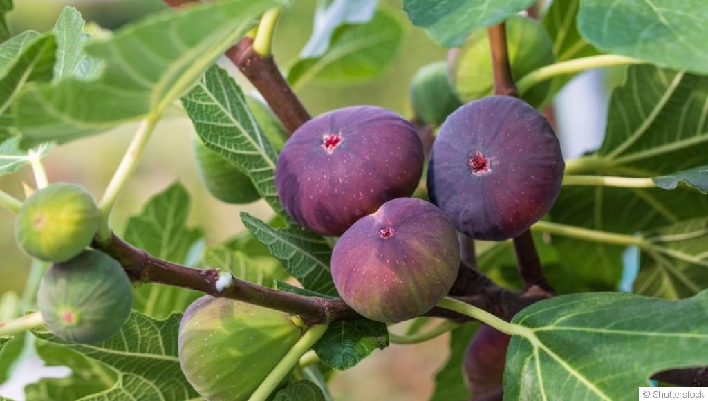 Comment planter et obtenir des figues sucrées pour une touche méditerranéenne dans ton jardin ?
