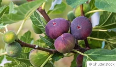 Comment planter et obtenir des figues sucrées pour une touche méditerranéenne dans ton jardin ?