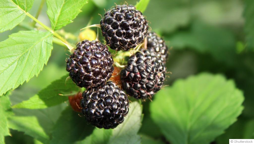 Comment planter et obtenir des framboises noires pour une saveur intense ?