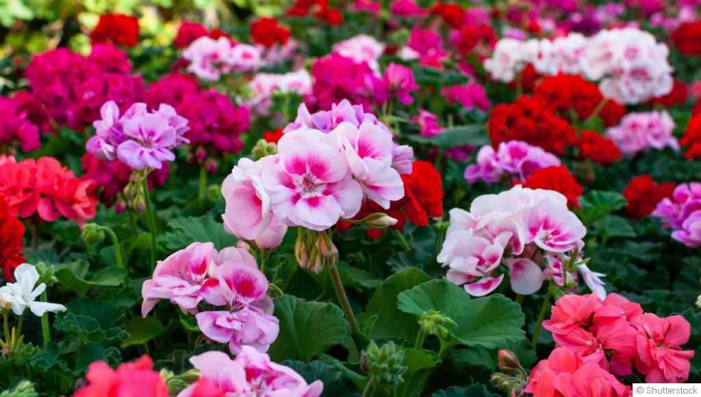 Comment planter et obtenir des géraniums odorants pour une terrasse parfumée ?