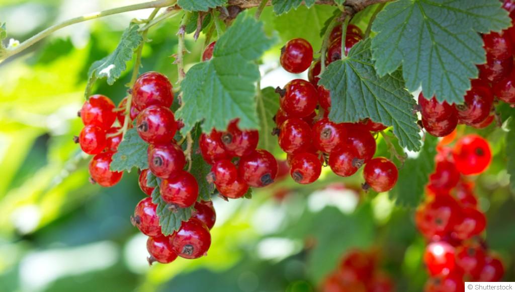 Comment planter et obtenir des groseilles acidulées pour tes confitures et desserts ?