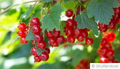 Comment planter et obtenir des groseilles acidulées pour tes confitures et desserts ?