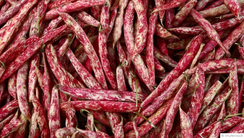 Comment planter et obtenir des haricots à écosser pour préparer de savoureux plats traditionnels ?