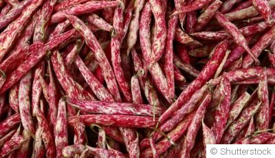 Comment planter et obtenir des haricots à écosser pour préparer de savoureux plats traditionnels ?