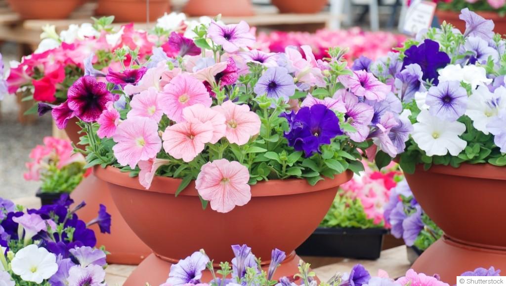 Comment planter et obtenir des pétunias aux fleurs éclatantes pour tes suspensions florales ?