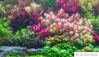 Comment planter et obtenir des plantes aquatiques pour un étang écologique et esthétique ?