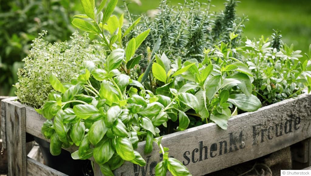 Comment planter et obtenir des plantes aromatiques vivaces pour une récolte durable ?