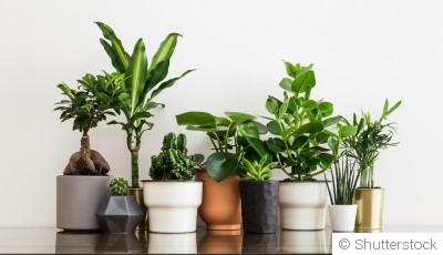 Comment planter et obtenir des plantes d\'intérieur résistantes pour un décor verdoyant ?