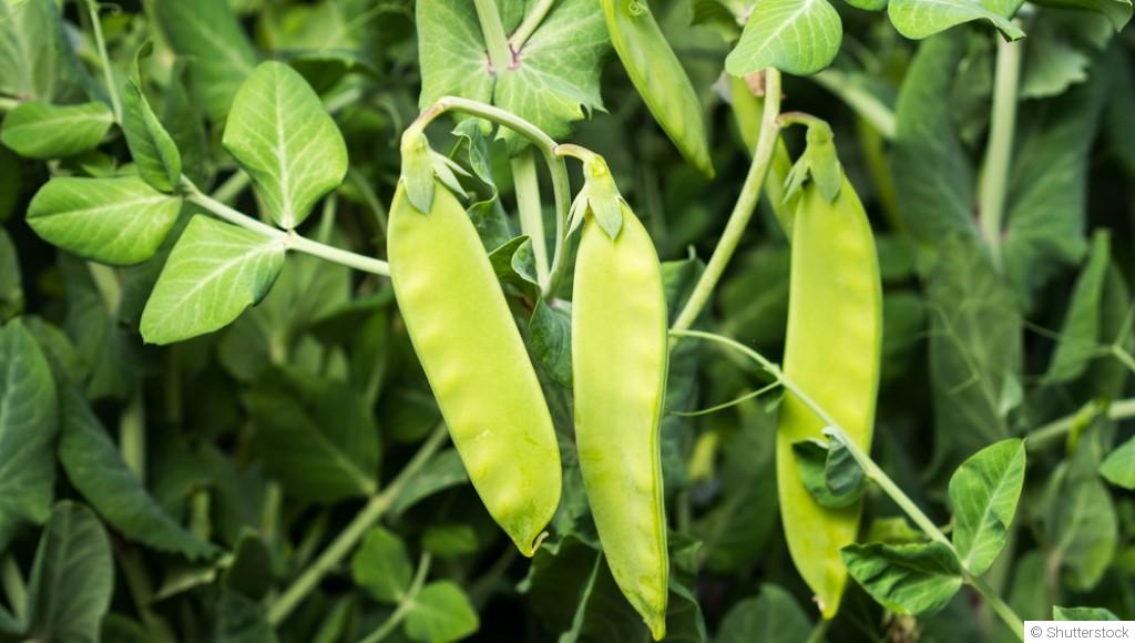 Comment planter et obtenir des pois mange-tout croquants pour une récolte abondante ?