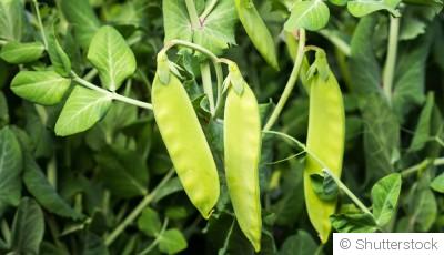 Comment planter et obtenir des pois mange-tout croquants pour une récolte abondante ?