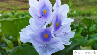 Comment planter et obtenir des plantes dépolluantes pour purifier l\'air de ta maison ?