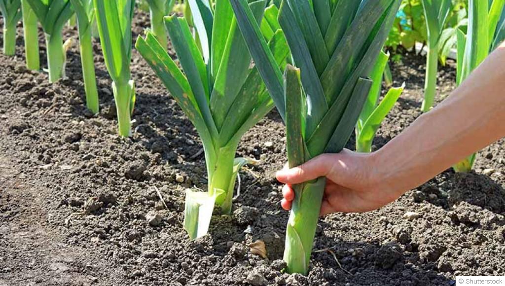 Comment planter et obtenir des poireaux tendres et savoureux dans ton potager ?