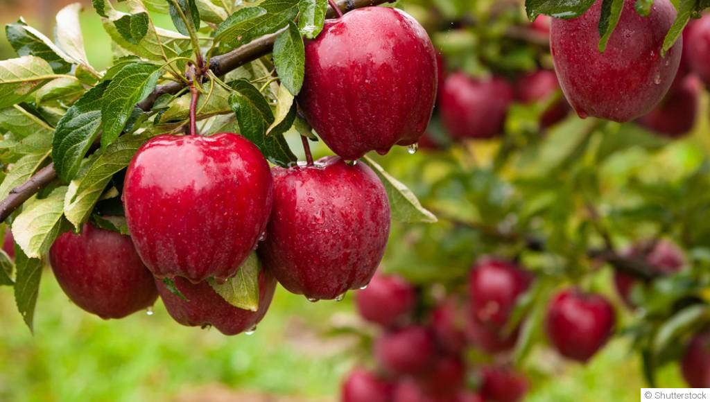 Comment planter et obtenir des pommes juteuses dans ton verger ?