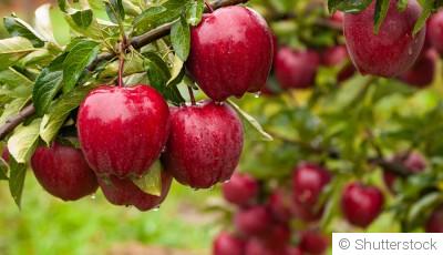Comment planter et obtenir des pommes juteuses dans ton verger ?