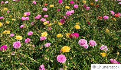 Bouture de pourpier vivace : quand et comment bouturer un pourpier vivace