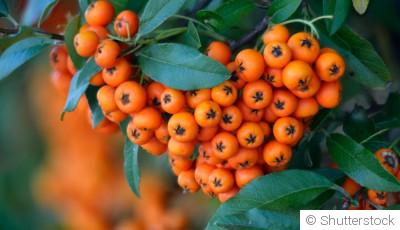 Bouture de pyracantha : quand et comment bouturer un pyracantha ?