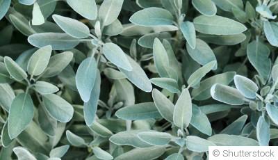 Bouture de sauge officinale : quand et comment bouturer une sauge officinale ?