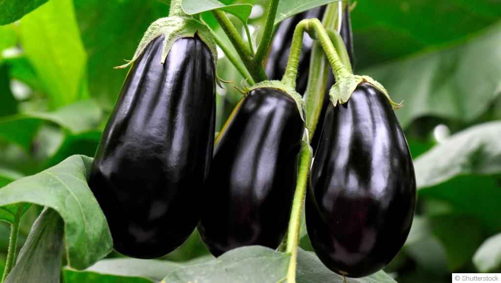 Comment planter et obtenir des aubergines charnues dans ton potager ?