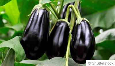 Comment planter et obtenir des aubergines charnues dans ton potager ?