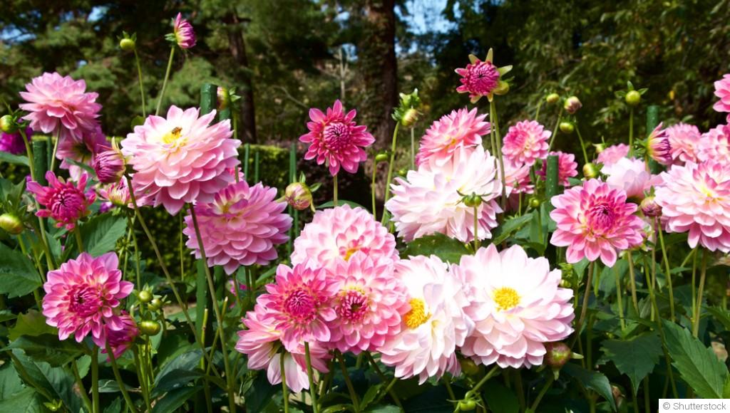 Comment planter et obtenir des dahlias aux couleurs éclatantes dans ton jardin ?