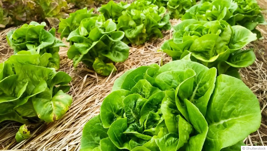 Comment planter et obtenir des salades croquantes toute l\'année dans ton potager ?
