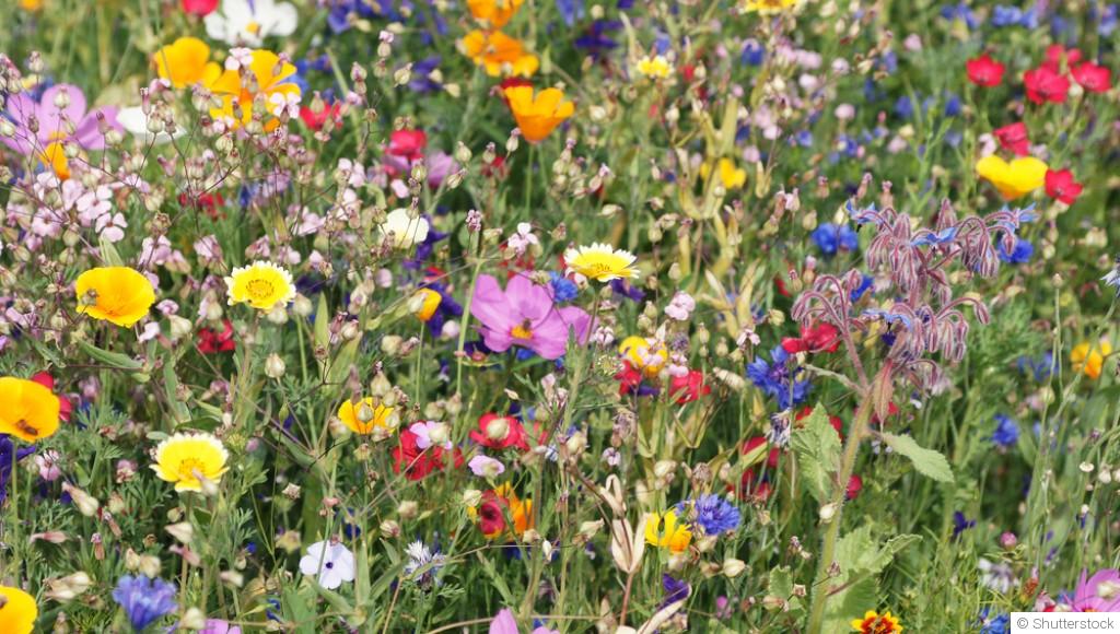 Comment planter et obtenir des fleurs sauvages pour attirer les insectes pollinisateurs ?