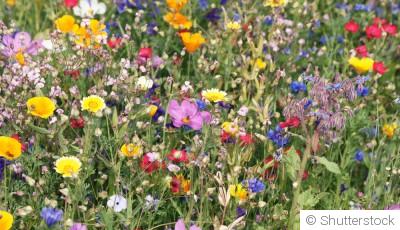 Comment planter et obtenir des fleurs sauvages pour attirer les insectes pollinisateurs ?
