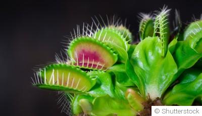 Comment planter et obtenir des plantes carnivores fascinantes dans ton jardin ?