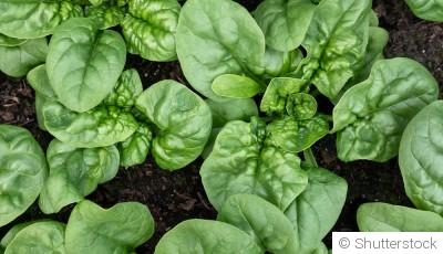 Comment planter et obtenir des épinards frais et nutritifs dans ton potager ?