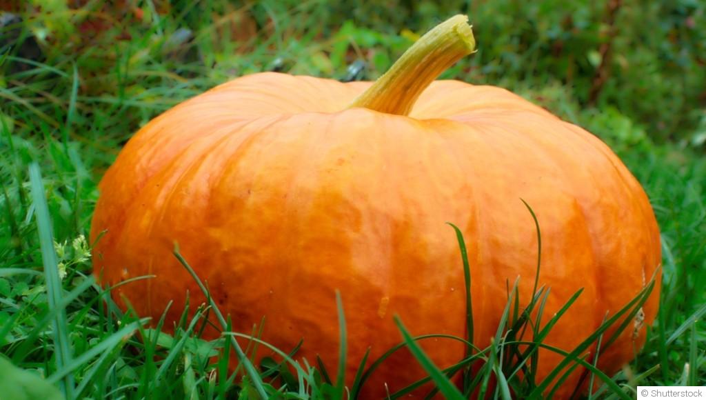 Comment planter et obtenir des citrouilles géantes pour Halloween ?