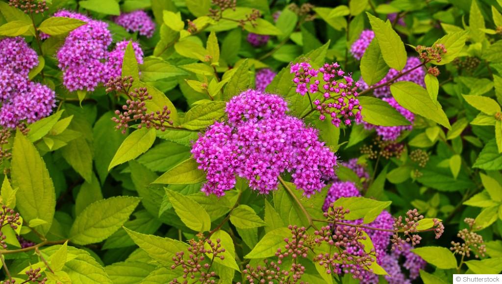 Bouture de spirée : quand et comment bouturer une spirée ?