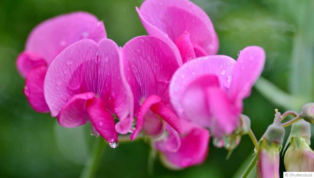 Pois de senteur (Lathyrus odoratus)