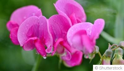 Pois de senteur (Lathyrus odoratus)