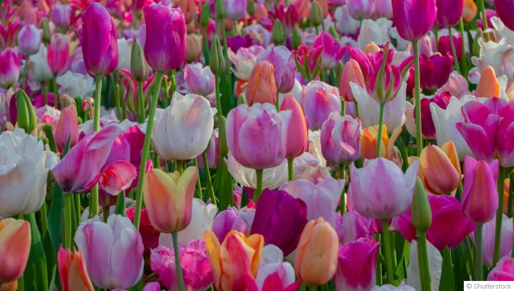 Comment planter et obtenir des tulipes éclatantes dans ton parterre de fleurs ?