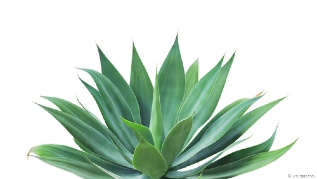 Bouture d\'agave : quand et comment bouturer un agave ?