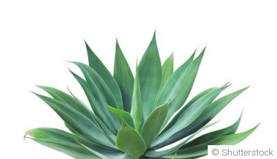 Bouture d\'agave : quand et comment bouturer un agave ?