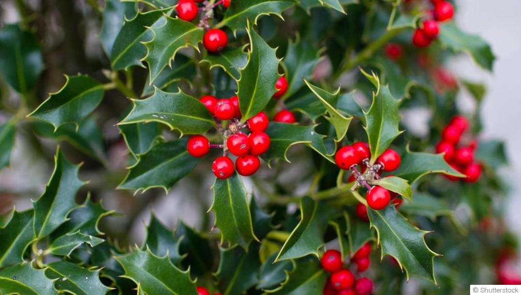 Bouture de houx : quand et comment bouturer un houx ?