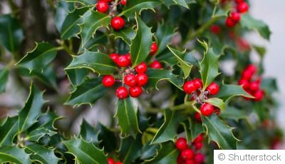 Bouture de houx : quand et comment bouturer un houx ?