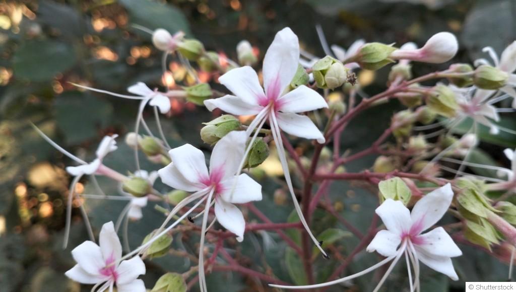 Bouture de charmille (charme) : quand et comment bouturer une charmille ?